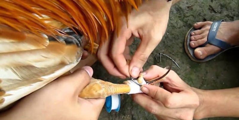 Hướng dẫn chi tiết từng bước trong cách lên cựa gà chuẩn 