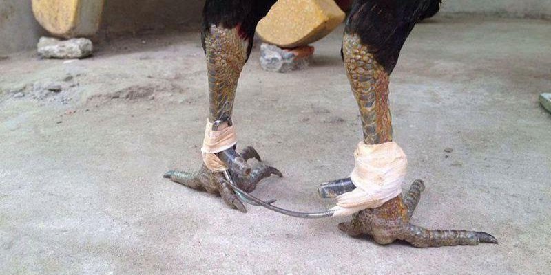 Những lưu ý quan trọng cần nhớ khi học cách lên cựa gà chuẩn