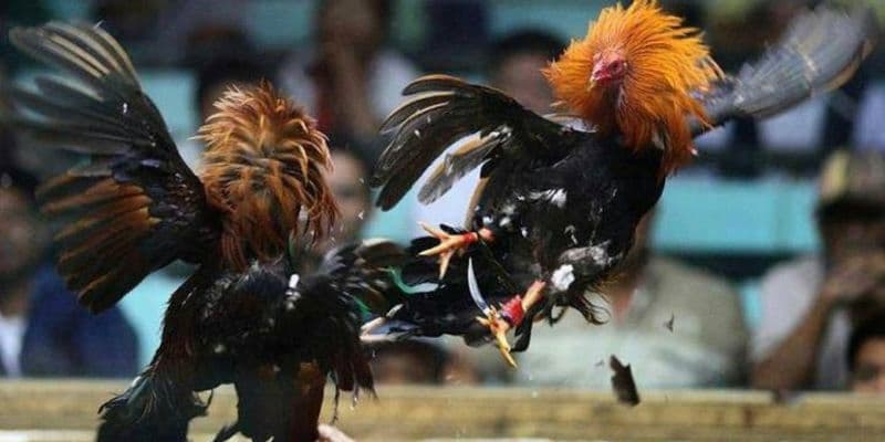 Tìm hiểu về vai trò cựa gà quan trọng như thế nào?